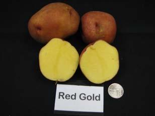 Red Gold: Round to oval; smooth to slightly flaky, pinkish red skin; medium