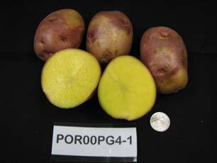 breeding  POR01PG45-5 Bright purple skin with rich yellow flesh from Oregon