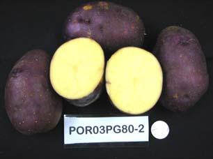 POR03PG80-2 Oregon advanced selection with purple