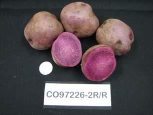 CO97226-2R/R A Colorado selection with red skin and