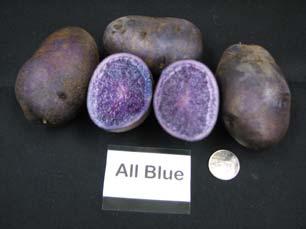 ALL Blue Most Popular blue fleshed cultivar, bakes well and makes colorful chips.