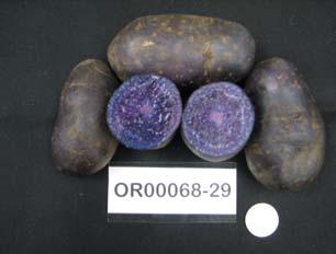 OR00068-11 Round purple fleshed potatoes good for baking, salad or boiling from Oregon.