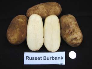 Russet Burbank The variety is the standard for excellent baking and processing quality.