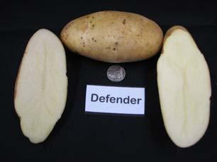 Defender Defender plants produce high yields of long, white-skin potatoes with proportions of starch and