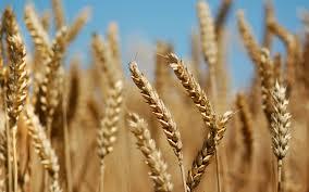 History 10,000 years ago transitioned from huntergatherers to farmers and grain consumption
