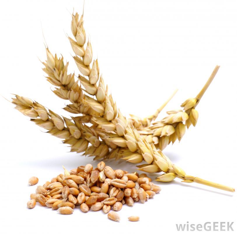 Wheat Highest protein content of any grain Second only to