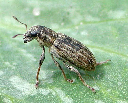 Pea Leaf Weevil : Sitona lineatus Linnaeus Monitoring Protocol Host plants: Plants belong to the family Leguminaceae including cultivated and wild legume species and specifically dry beans, faba