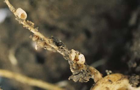 develop through five instar stages. After hatching, larvae seek and enter the roots of a pea plant. Larvae will enter and consume the contents of the nodules of the legume host plant.