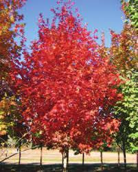 red foliage flush in spring followed by inflorescent flowers that are a nectar source for native insect and the