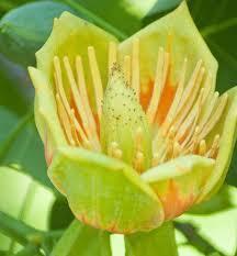 Liriodendron Tulipifera Tulip Height: 80-100 feet Bloom Time: May - June Poplar Spread: 35-50 feet Soil: