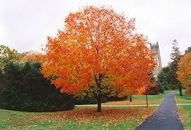 Acer Sacchrum Sugar Maple Height: 60-100 feet Bloom Time: March-April Spread: 40-60 feet Soil: moderately