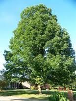 Quercus Alba White oak Height: 50-80 feet Bloom Time: March-April Spread: 50-80 feet Soil: moist, acid