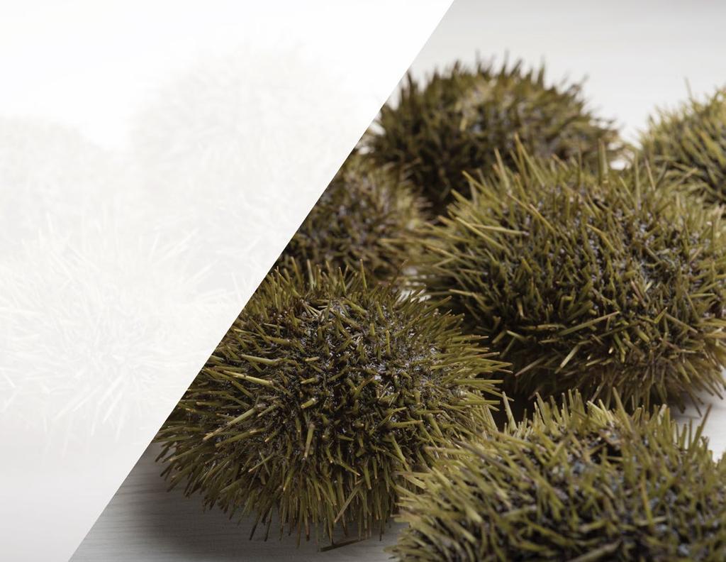 Wood-Pick Enterprises Ltd. Sea Urchin fresh roe, whole Contact Andrew Ackerman Tel 709.678.
