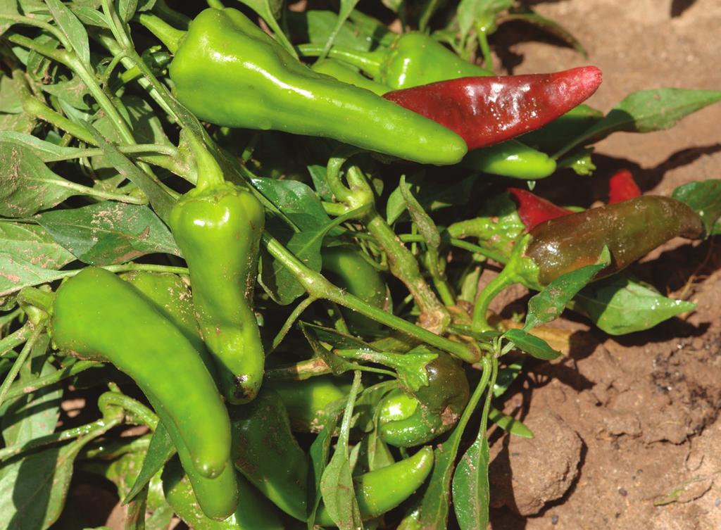 The Landrace Chiles of Northern New Mexico Circular 679 Stephanie Walker and Charles Havlik 1 Introduction New Mexico is renowned throughout the world for producing chile peppers (Capsicum annuum).