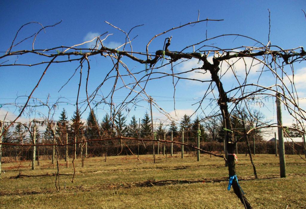 Itasca Mother vine before pruning 2016 Kicker shoots on