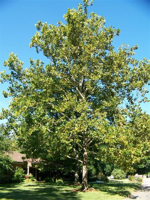 Bloodgood London Planetree Platanus X acerifoloia The London Planetree is a hybrid cross between sycamore (Platanus occidentalis) and oriental planetree (Platanus orientalis).