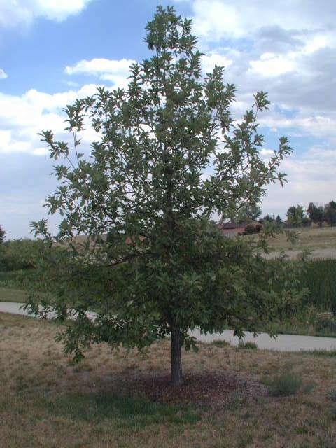 Swamp White Oak Quercus bicolor USDA Hardiness Zone: 4 7 Growth habit: 50 60 height, 40-50 crown spread