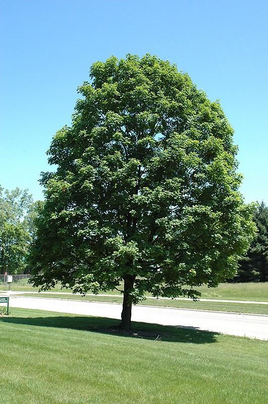 Green Mountain Sugar Maple Acer saccharum Green Mountain USDA Hardiness Zone: 4 8 Growth habit: up to 75 in height, 50 crown spread Leaves: 3-5 lobed leaves are