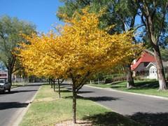 shorter height. This tree has proven to be drought resistant and tolerant of different soil types.