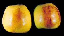 There is also the disorder called delayed sunburn that develops on apples in storage from heat either immediately prior to harvest or following harvest (Figure 2).