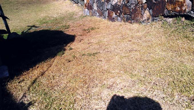 LAWN REVIVED The owner of this lawn had given up on trying to revive it in challenging drought
