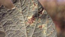 The individual spots can merge, forming irregular shaped, brown blotches on the leaves. In the dead tissue of older lesions, small dark specks (fruiting bodies of the causal pathogen) may be evident.