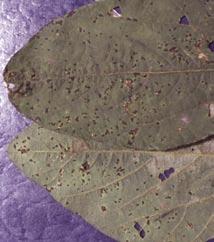 Bacterial Pustule Xanthomonas axonopodia pv. glycines Frogeye Leaf Spot Cercospora sojina Bacterial pustule lesions begin as small, light green lesions.