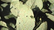 Bacterial pustules do not produce spores; viewed under magnification, they may show cracking or fissures rather than the circular openings characteristic of soybean rust.