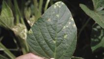 Downy Mildew Soybean Rust Disease Peronospora manshurica Phakopsora pachyrhizi Pathogen Initial symptoms of downy mildew are pale green to light yellow spots or blotches on the upper of young leaves.