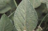 Figure 2. Early stage of development of soybean rust: upper and lower leaf s and canopy. Figure 3.