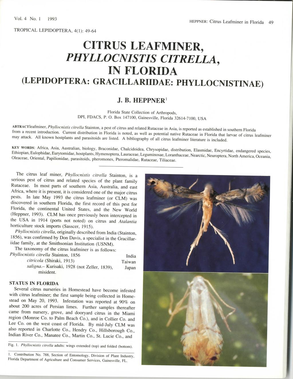 Vol. 4 No. 1 1993 HEPPNER: Citrus Leafminer in Florida 49 TROPICAL LEPIDOPTERA, 4(1): 49-64 CITRUS LEAFMINER, PHYLLOCNISTIS CITRELLA, IN FLORIDA (LEPIDOPTERA: GRACILLARIIDAE: PHYLLOCNISTINAE) J. B.