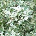 4-5 ft D Boxwood 'Green Velvet' Buxus sempervirens x Buxus microphylla