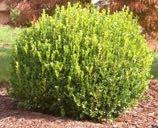 2-4 ft B and U Boxwood 'Winter Gem' Buxus microphylla japonica  4-6 ft C