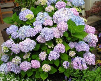 Blue, Pink or Lavendar Blooms on old and new wood  3-5 ft D and