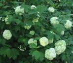 3-4 ft Z Sweetspire 'Little Henry' Itea virginica Full Sun White Blooms early summer.