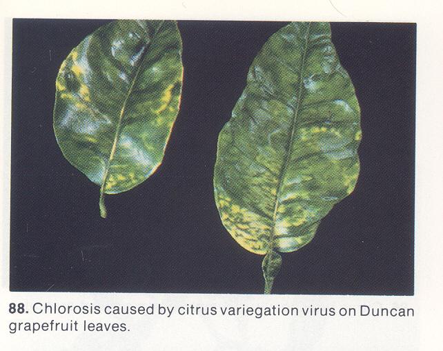 Infectious Variegation Citrus Variegation Virus (CVV) Host Range and Symptoms can infect most citrus species lemons, sour orange, citron, and grapefruit develop chlorotic leaf symptoms and distortion