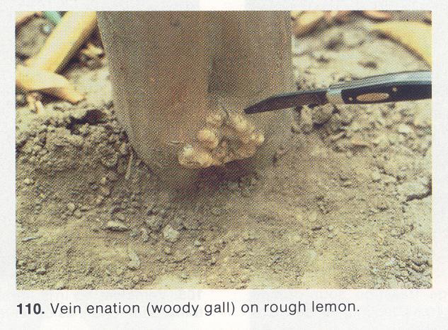 Vein Enation (Woody Gall) important commercially only when severe galling occurs on young trees budded to rough lemon rootstocks Host Range