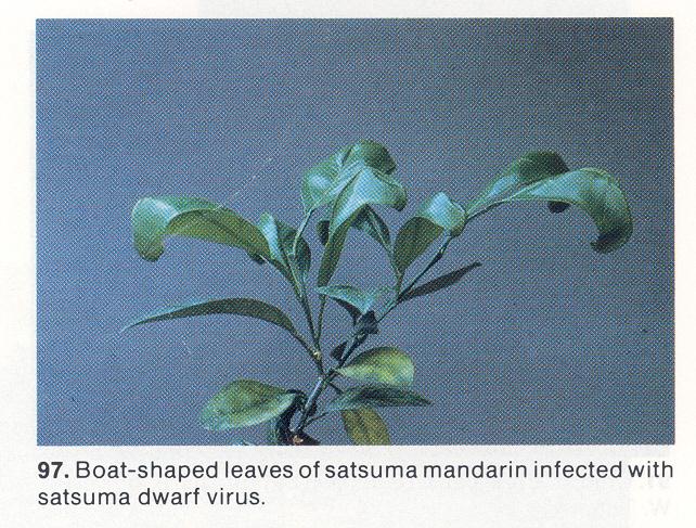 Satsuma dwarf virus (SDV) Host Range and Symptoms wide host range in citrus widely spread in Japan stunting