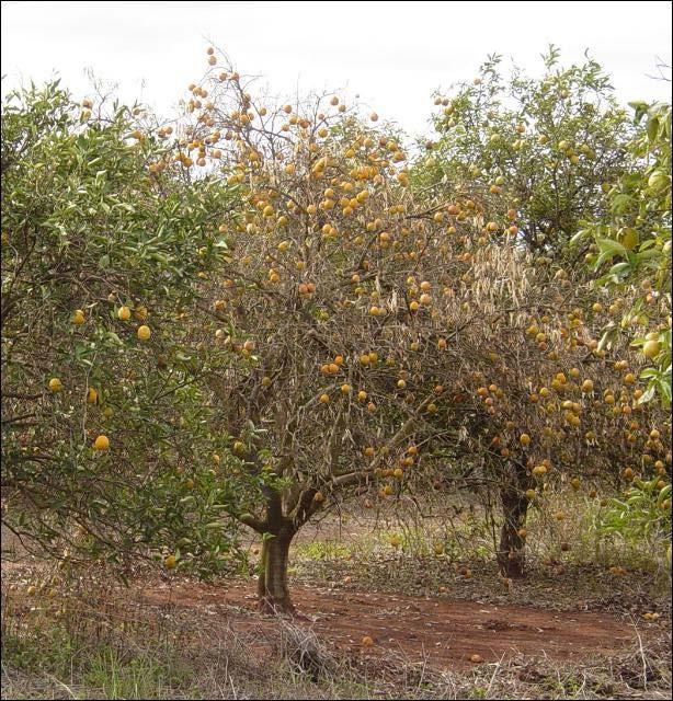 Citrus Sudden Death new disease reported in Brazil in 1999 Host Range