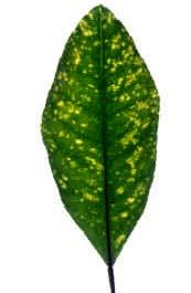 Citrus yellow mosaic virus India, perhaps Japan Host Range and Symptoms mosaic of leaves does not reduce fruit