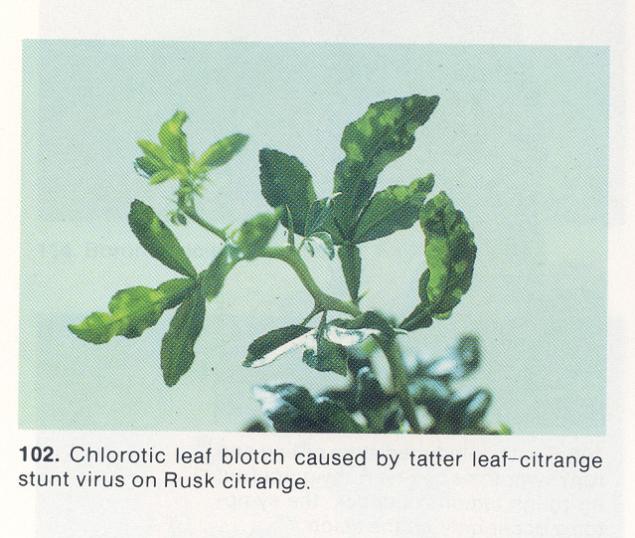 Tatter Leaf and Citrange Stunt virus complex latent infections in Meyer lemons apparently wide spread in China