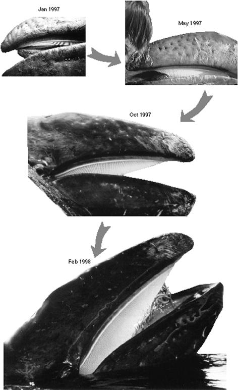 Growth of baleen in gray whale calf 235 Figure 1.