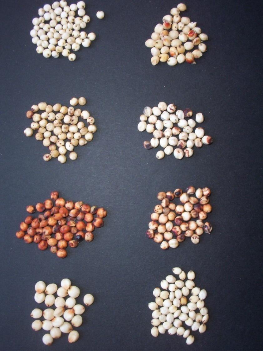 Selection of varieties Meal quality varies with sorghum varieties used Millers aim to meet consumer demands Blending of different varieties commonly