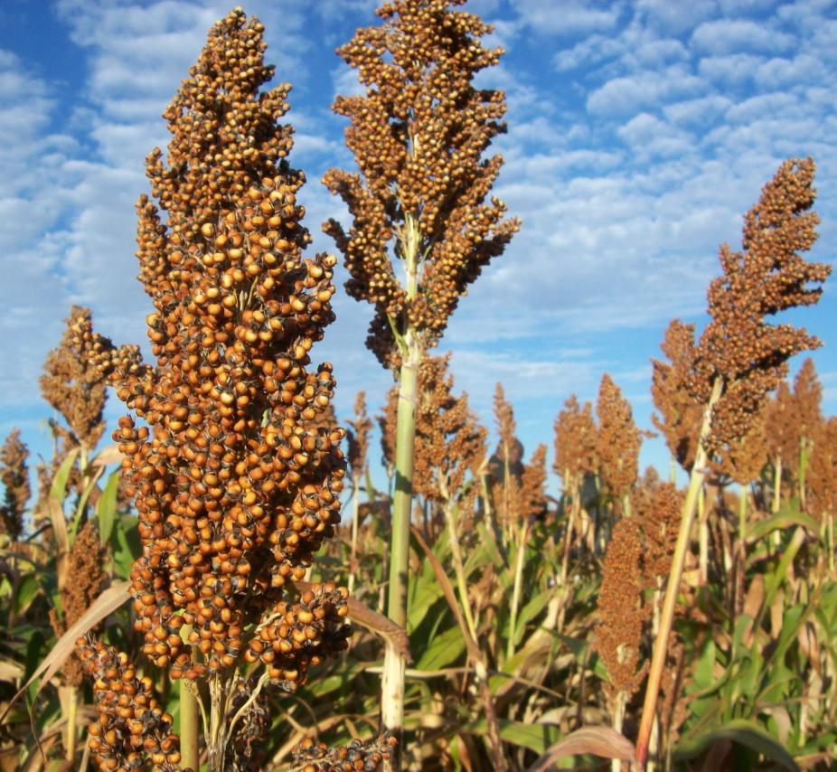 Introduction Sorghum is staple food for millions in African and Asian countries It ranks 5 th in production worldwide, but is 2 nd most