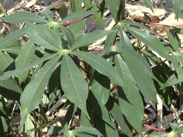 Other species: Cassava leaves