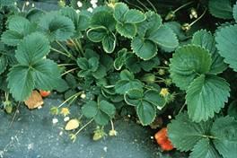 APPENDIX 1: SYMPTOMS OF SIGNIFICANT REGULATED DISEASES IN FRAGARIA A1.