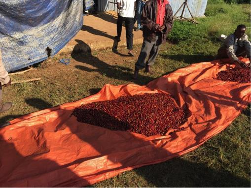 between productivity improvement and higher value-added, however, given the state of coffee production in Ethiopia there is room for improvement in both productivity and value-added.