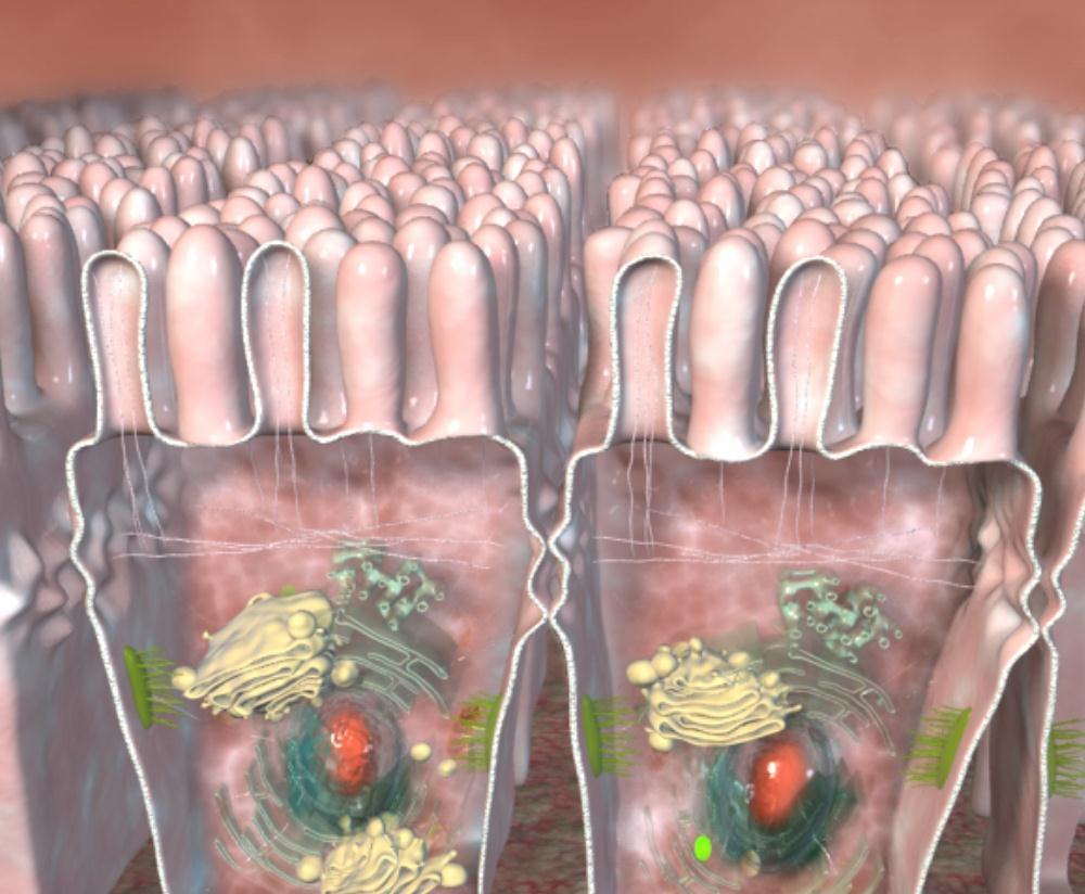 Leveraging Tight Junctions for Disease Modification Apical surface Intestinal epithelial cells Paracellular Transport Tight junctions are inter-cellular gates that open and close in response to