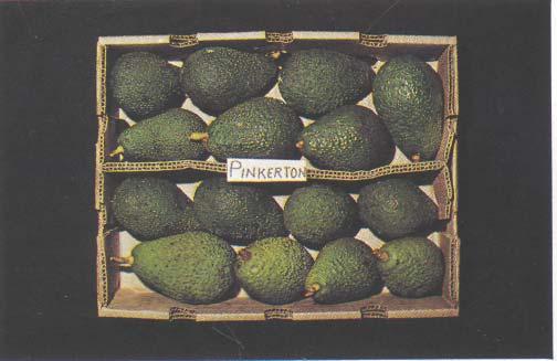 The fruits are medium in size, thick ovoid to pear shaped and are dark green in colour. They have very rough, warty skins which separate easily from the flesh.