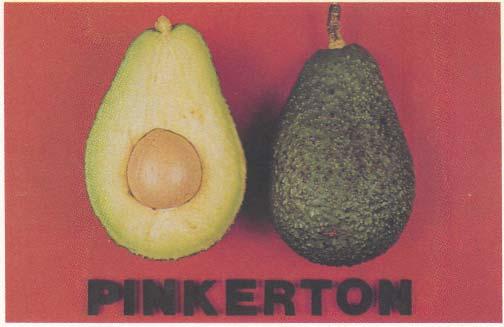 Its size is exceptionally small in relation to the size of the fruit. There are two distinct fruit sets.
